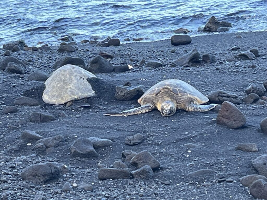 プナルウ黒砂海岸のウミガメ