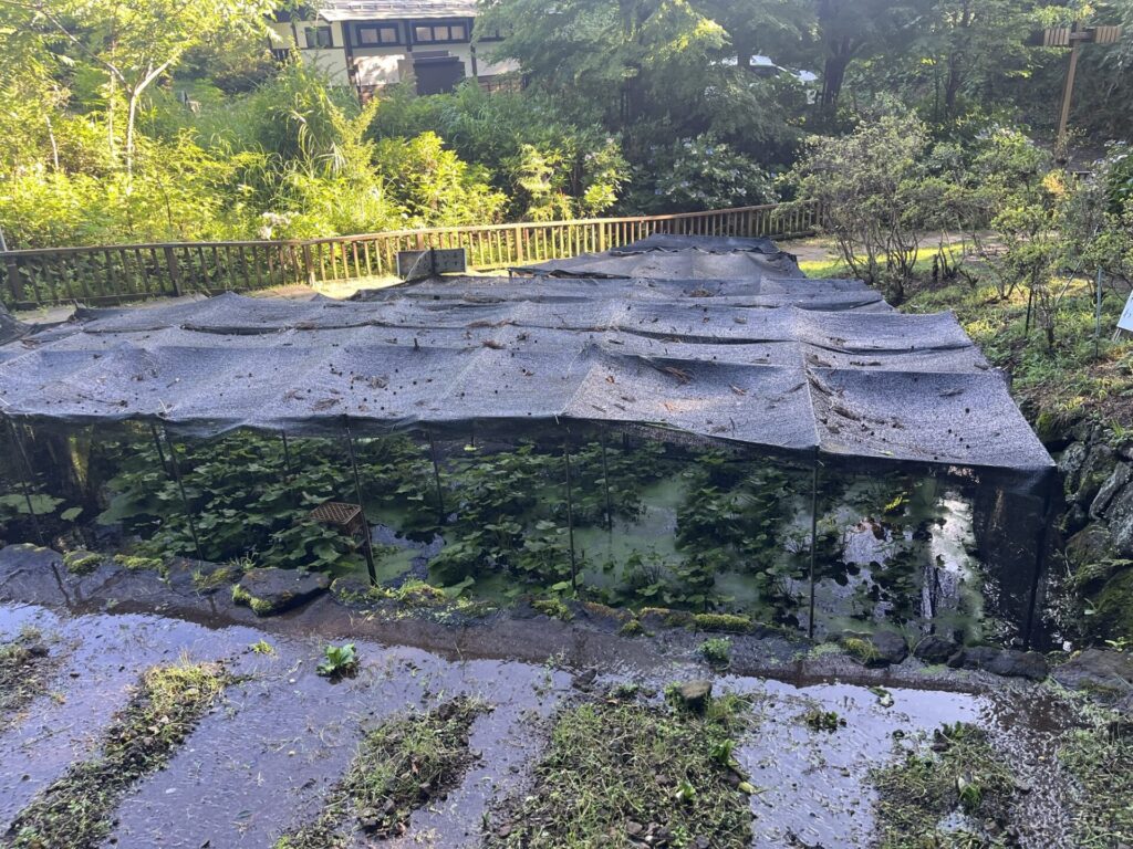 大滝神社の湧き水で育てているワサビ